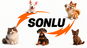 Loja Sonlu