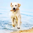 Mastigador indestrutível para cães