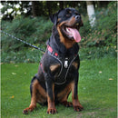 Arnês para cães forte, arnês para caminhada para cães grandes