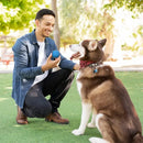 Bolas de brinquedo para cães