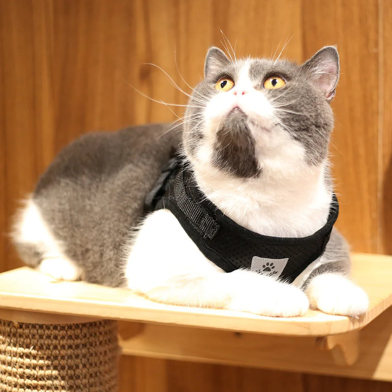 Arnês e coleira para gatos e cães de estimação, respirável, ajustável, à prova de fuga